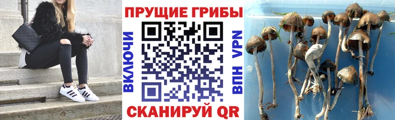 Псилоцибиновые грибы мицелий  купить наркотик  Мензелинск 